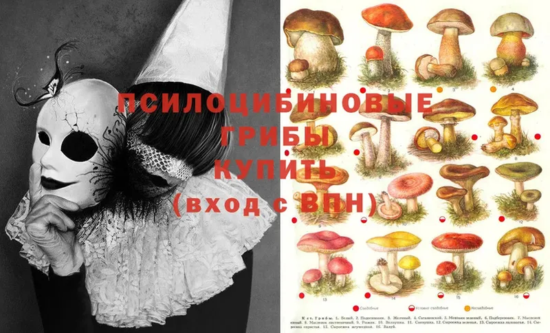 Галлюциногенные грибы Psilocybe  купить наркоту  OMG ссылки  Кострома 